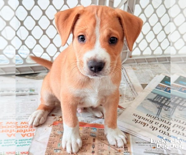 Medium Photo #4 Retriever -Unknown Mix Puppy For Sale in Washington, DC, USA
