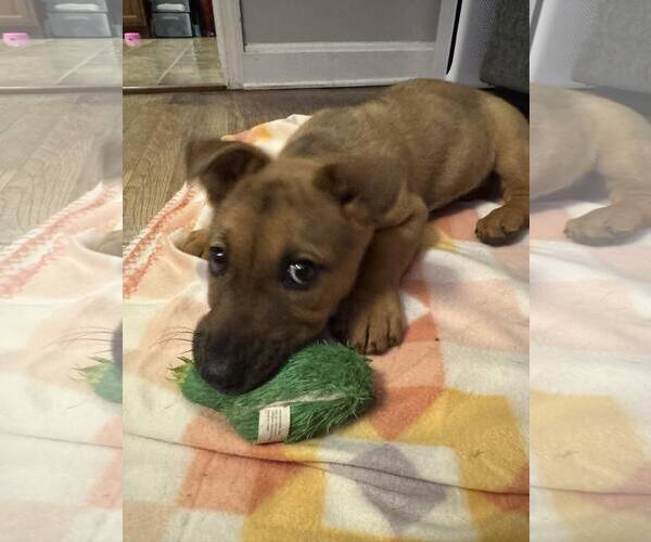 Medium Photo #6 Unknown-Welsh Corgi Mix Puppy For Sale in Kannapolis, NC, USA