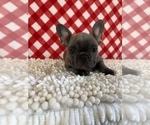 Small Photo #3 French Bulldog Puppy For Sale in BEECH GROVE, IN, USA