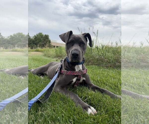 Medium Photo #1 Blue Lacy-Unknown Mix Puppy For Sale in Aurora, CO, USA