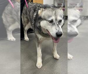 Siberian Husky Dogs for adoption in Forestville, MD, USA