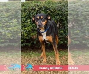 Black and Tan Coonhound-Unknown Mix Dogs for adoption in Mobile, AL, USA