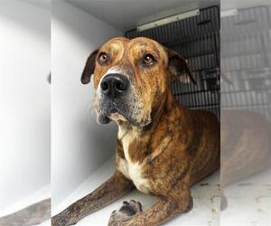 Plott Hound Dogs for adoption in Houston, TX, USA