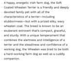 Small Photo #16 Soft Coated Wheaten Terrier Puppy For Sale in MARIETTA, GA, USA