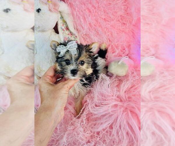 Medium Photo #25 Yorkshire Terrier Puppy For Sale in NEW YORK, NY, USA