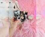 Small #24 Yorkshire Terrier