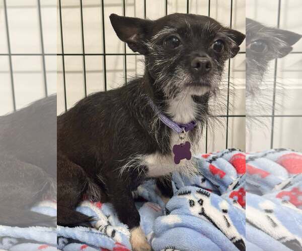 Medium Photo #4 Chihuahua-Unknown Mix Puppy For Sale in Spring Lake, NC, USA