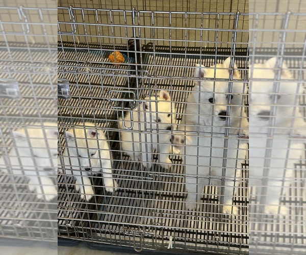 Medium Photo #6 Siberian Husky Puppy For Sale in DOUGLASVILLE, GA, USA
