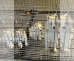 Small Photo #6 Siberian Husky Puppy For Sale in DOUGLASVILLE, GA, USA