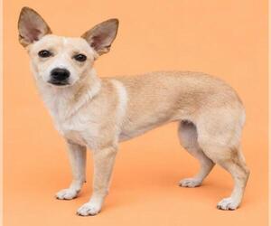DENALI - Female Siberian Husky-Whippet Mix Dog for Adoption - Photo #2