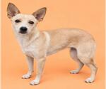 Small Photo #2 Siberian Husky-Whippet Mix Puppy For Sale in HESPERIA, CA, USA