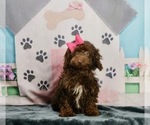 Puppy 10 Poodle (Toy)