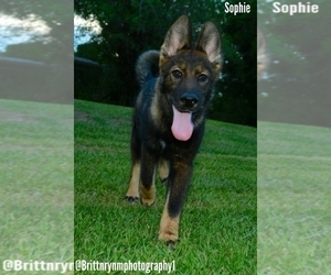 German Shepherd Dog-Siberian Husky Mix Puppy for sale in MULBERRY, FL, USA