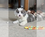 Small Photo #3 Sheepadoodle Puppy For Sale in MILLERSBURG, OH, USA
