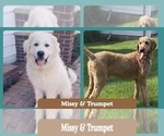 Small Photo #1 Pyredoodle Puppy For Sale in MINSTER, OH, USA