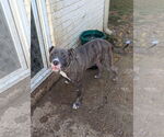 Small #4 Staffordshire Bull Terrier