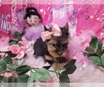 Small Photo #16 Yorkshire Terrier Puppy For Sale in HARKER HEIGHTS, TX, USA