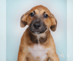 Small #2 Mutt