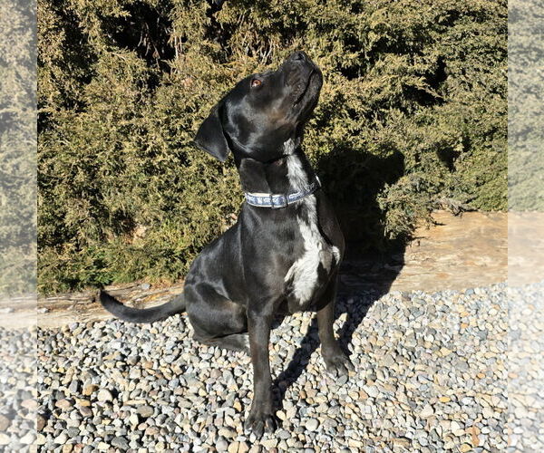 Medium Photo #4 American Staffordshire Terrier Puppy For Sale in Albuquerque, NM, USA