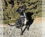 Small #3 American Staffordshire Terrier