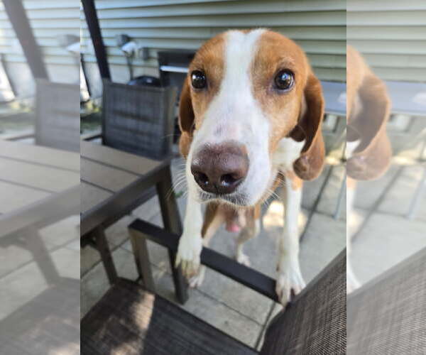 Medium Photo #8 Mutt Puppy For Sale in Oakhurst, NJ, USA