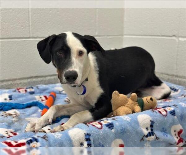 Medium Photo #2 Border Collie-Unknown Mix Puppy For Sale in Fort Collins, CO, USA
