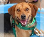Small #7 Retriever  Mix