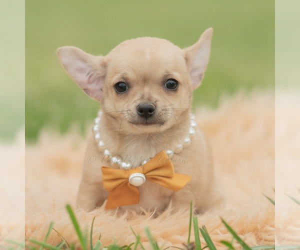 Medium Photo #7 Chihuahua Puppy For Sale in WARSAW, IN, USA