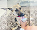Small #1 German Shepherd Dog