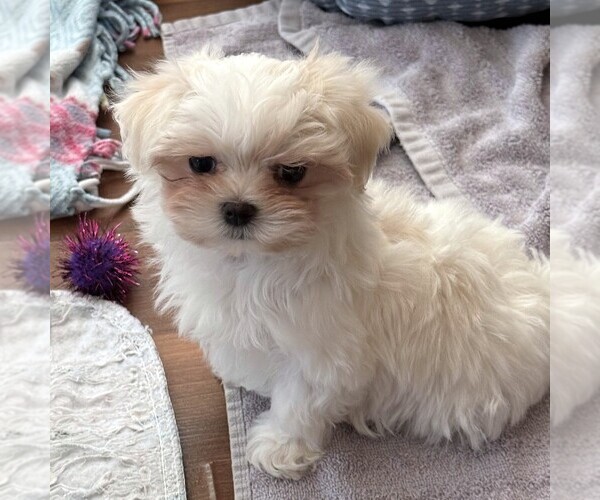 Medium Photo #6 Maltese Puppy For Sale in ROCK VALLEY, IA, USA