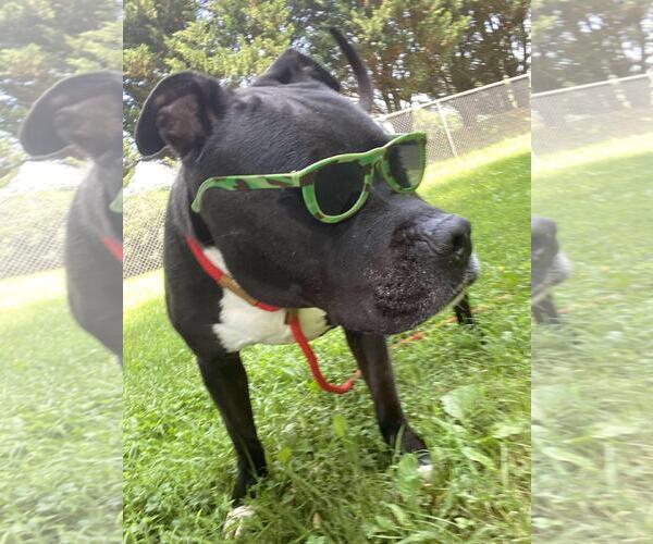 Medium Photo #4 American Staffordshire Terrier-Unknown Mix Puppy For Sale in Front Royal, VA, USA