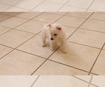 Small Photo #11 West Highland White Terrier Puppy For Sale in HAM LAKE, MN, USA
