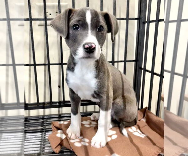 Medium Photo #3 American Pit Bull Terrier-Labrador Retriever Mix Puppy For Sale in GILBERTS, IL, USA
