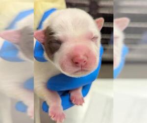 Mutt Dogs for adoption in Las Vegas, NV, USA