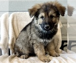 Small #10 German Shepherd Dog