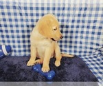 Small Photo #7 Golden Retriever Puppy For Sale in COLORADO SPRINGS, CO, USA