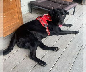 Labrador Retriever Dogs for adoption in Walnutport, PA, USA