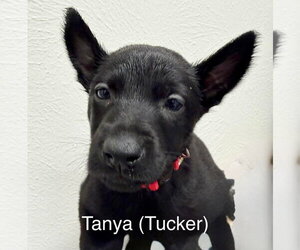 Mutt Dogs for adoption in Imlay City, MI, USA