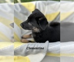 Small Photo #16 German Shepherd Dog-Siberian Husky Mix Puppy For Sale in COLUMBUS, OH, USA