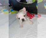 Small Photo #5 French Bulldog Puppy For Sale in EL CAJON, CA, USA