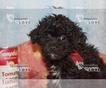 Small Photo #3 Poochon-Poodle (Toy) Mix Puppy For Sale in SANGER, TX, USA
