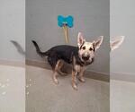 Small German Shepherd Dog Mix