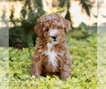 Cinnamon - Female Cavapoo (Miniature) Puppy for Sale - Photo #3