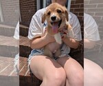 Puppy Puppy 4 Pembroke Welsh Corgi