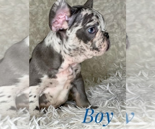 Medium Photo #1 French Bulldog Puppy For Sale in GRANITE FALLS, WA, USA