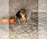 Small Photo #7 Yorkshire Terrier Puppy For Sale in INDIANAPOLIS, IN, USA