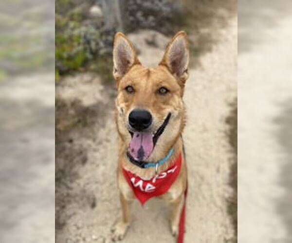 Medium Photo #6 Mutt Puppy For Sale in Salinas, CA, USA