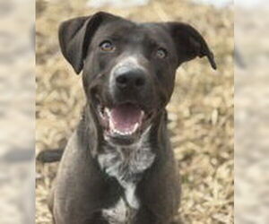 American Pit Bull Terrier-Labrador Retriever Mix Dogs for adoption in Evansville, IN, USA