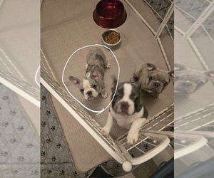 Medium French Bulldog