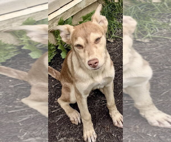 Medium Photo #4 Siberian Husky-Unknown Mix Puppy For Sale in Springdale, PA, USA